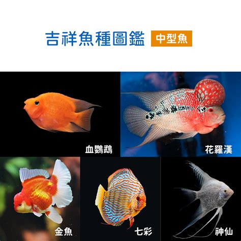 重慶地理 寵物魚種類